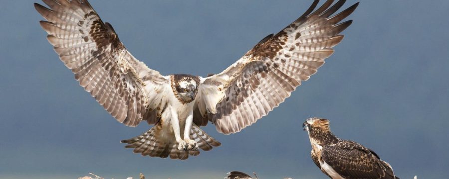 photograph-birds-of-prey-7-1200x675-cropped